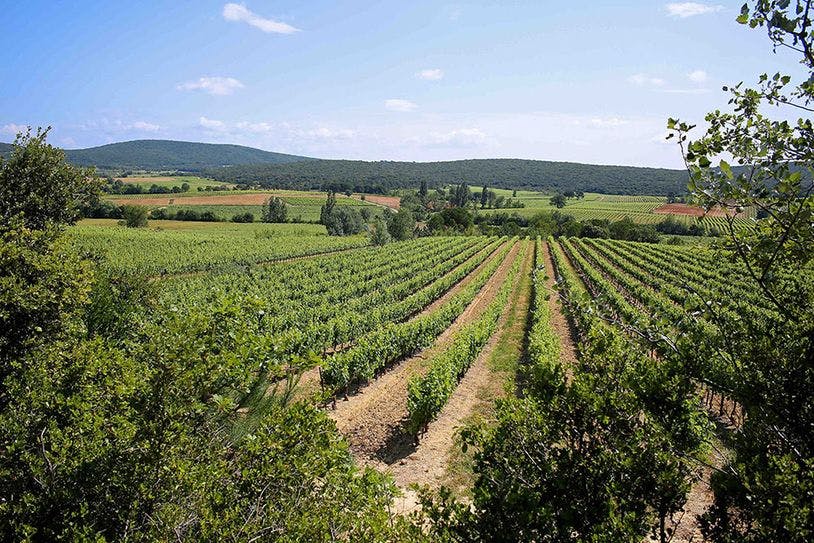 Les vignes dans le piémont des Cévennes gardoises. 