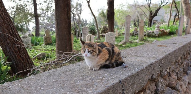 Un chat calico assis sur le muret d'un cimetière
