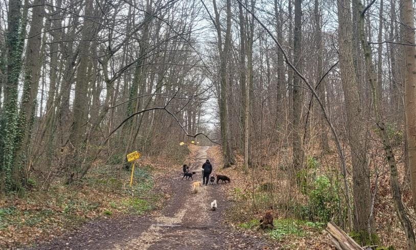 Un promeneur de chiens en forêt de Meudon balade une dizaine de chiens sans les tenir en laisse