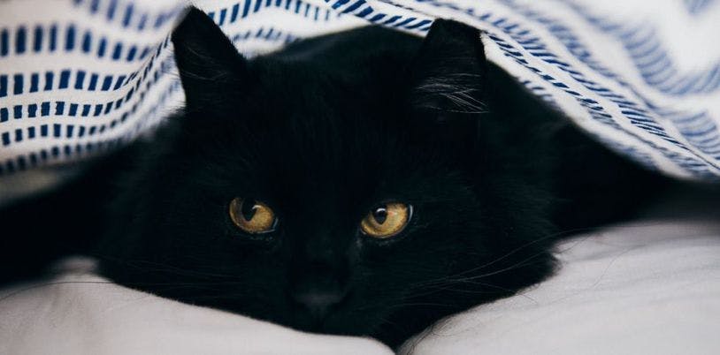 Chat noir aux yeux verts allongé dans un lit