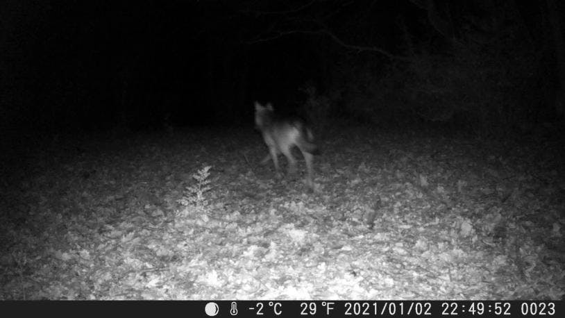 Un loup, de nuit, sur le plateau du Larzac (34). 